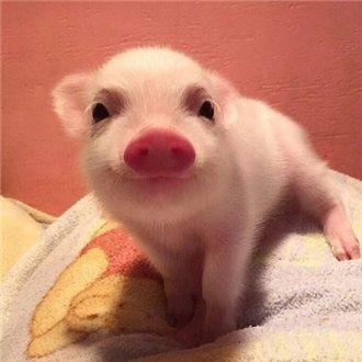 Ñé¹Ïʦ³ÉÍøºì!ÈÕÇÃÎ÷¹Ï3000¸ö ¾«×¼±æ±ðÌð¶Èºñ¶È